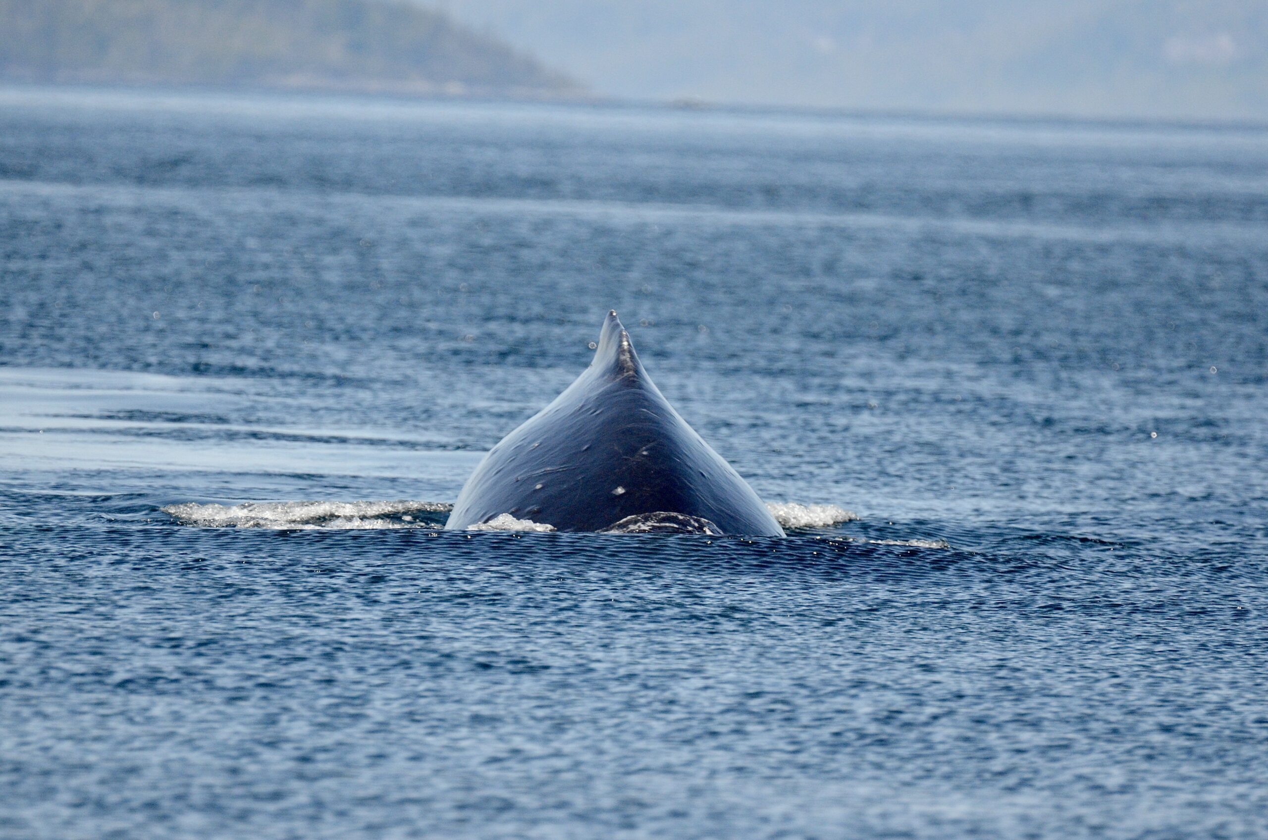 Etre hypersensible c’est….